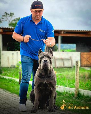 ENRICO DI T CANE DOS TALARICO