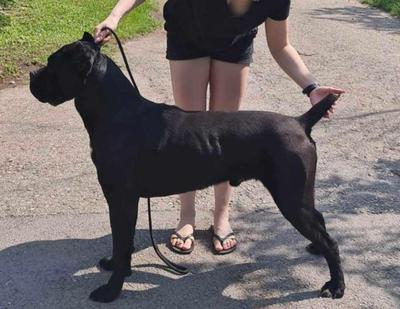 COBY LAMBORGHINI CORSO KENNEL
