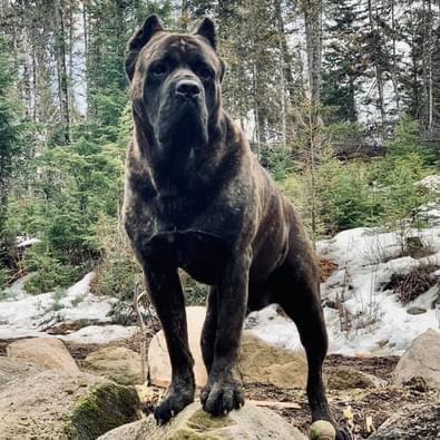 NORTHWOODS CASTLEGUARD NACH'YO DOG