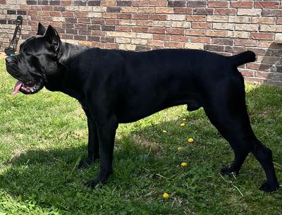 KING ZEUS LXXI