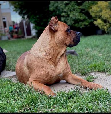 KARMA AXEL HOUSE KENNEL
