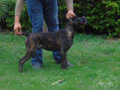 EL TAMUX FORD RAPTOR (CARRILLO)