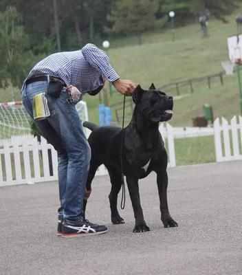 NANA’ TRE CANI