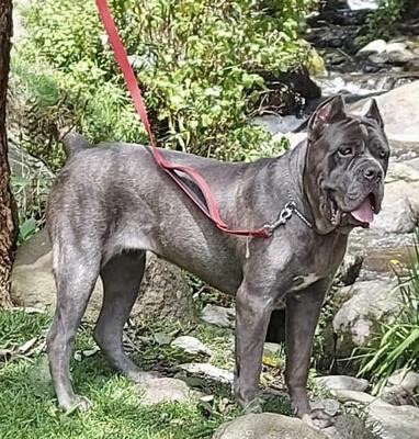 CAMILA (DE LA PAZ)