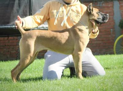 XENNA TRE CANI