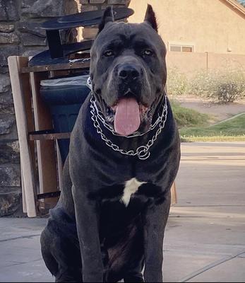 DRAKO IV