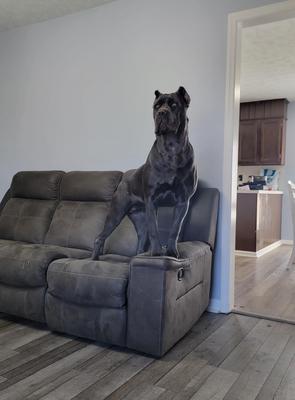 PEACHSTATE'S KOBA