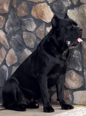 IVY LEAGUE Q ZEUS