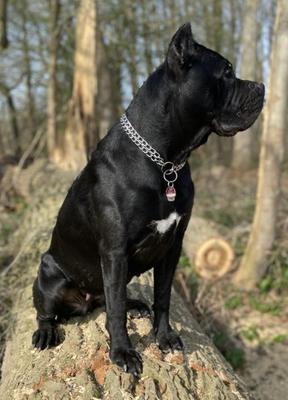 MAIRA ROYAL KENNEL