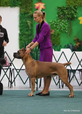 CANE CAVALCADO VELREY