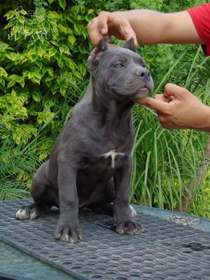 WHINNIE (CARILLO) MEX