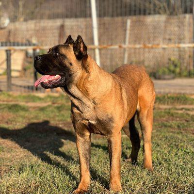 CANE CORSO LION'S BLOOD'S DARK