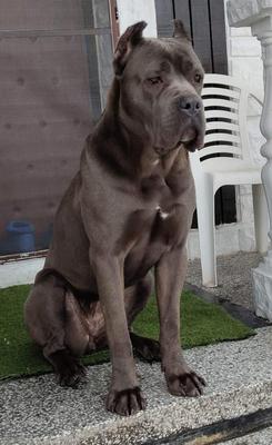 CANE CORSO LION'S BLOOD'S PUMA