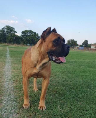 CANE CORSO LION'S BLOOD'S DARA