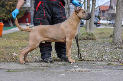 XANDER XXX CORSO DI MUNTEANU