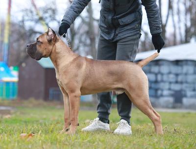 AMATO BEEA AND DOGS