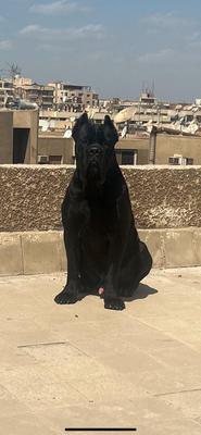 TOP CORSO SHIK