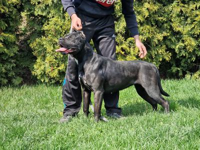 XENA CUSTODI DELLA QUERICA