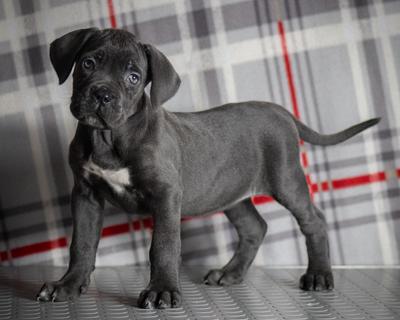 CASSANDRA DEL ESTANCIO KENNEL