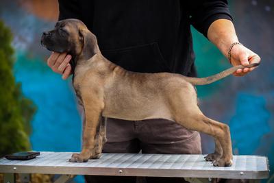 CARMELO DEL ESTANCIO KENNEL