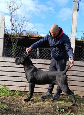 ELMAS