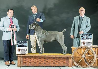 AZZURRA IMPERO DEL CANE