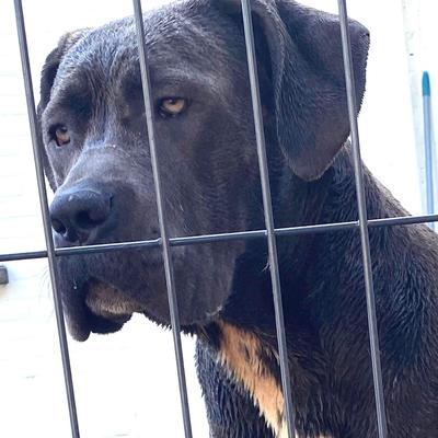 CANIS EX ANIMO ENKA