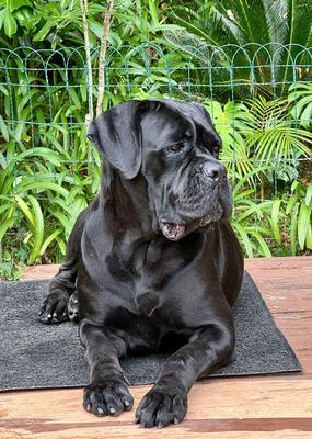 CLEO DI T CANE DOS TALARICO