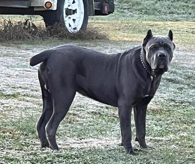 PRIMO KNOX