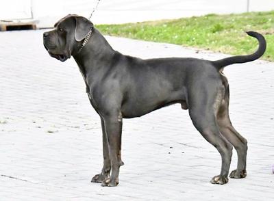DRAGO GUARDIANO DELLA MONTAGNA