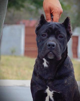 WOTTAN II (CARRILLO)