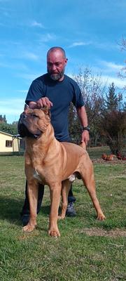 YORK CORSOS DEL SUR - ARGENTINA