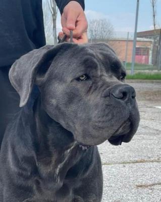 OTIS DI CASA FIAMMA