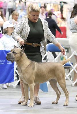 CANE MYGLORY DASHA