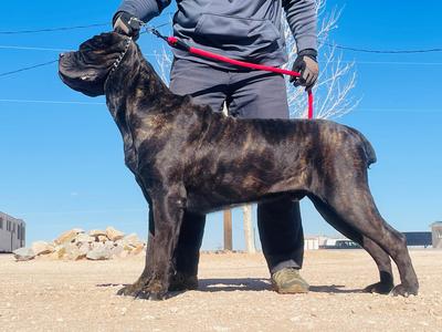 BORDERTOWN LA TRACION "JUDAS"
