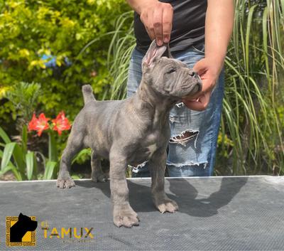 TURKO DEL TAMUX (CARRILLO) MEX.FCI.