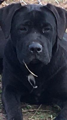 MALAVITA NERA
