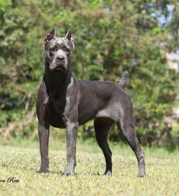 URANIA DEL GOLDEN CANE WF