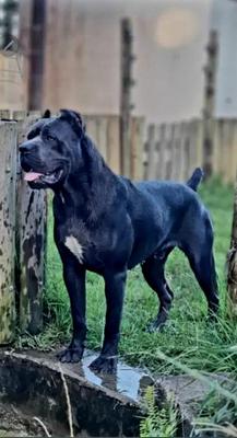 UHTRED RAGNARSON DEL GOLDEN CANE WF