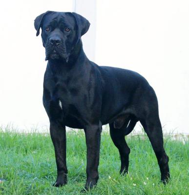 ULYSSES DEL GOLDEN CANE WF