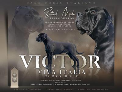 VICTOR VIVA ITALIA CORSO DORO