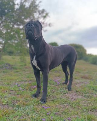 BELLU IL COLLOSSEO DI CANI