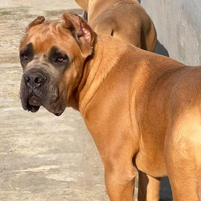 PIERO GUARDIANO ISLA DI CANE