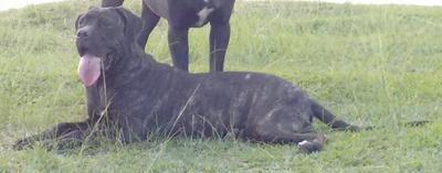 ACSA BLACK BROWN HUNTER LAB