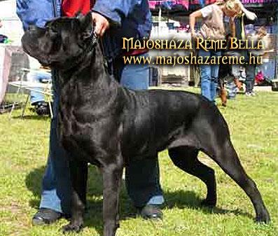 MAJOSHAZA REME BELLA