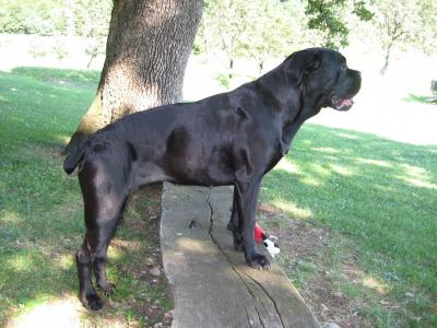 DOMINO KARANTANIA PANTHER