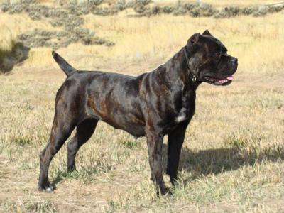 CASTLEGUARD ROMIE