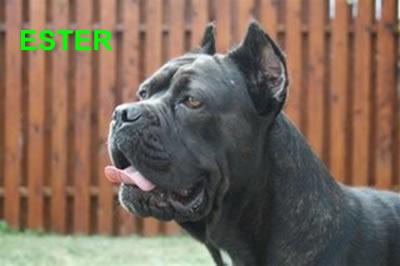 ESTER