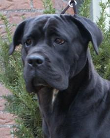 RIVERDANCE DOGUE DU NORD