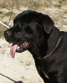 NERA DOGUE DU NORD